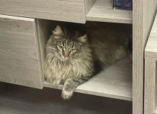 Крупный молодой котик ищет дом