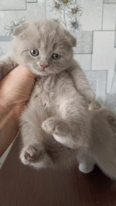 Шотландские лиловые котята