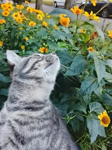 Молодой кот ищет дом