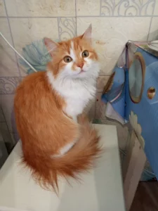 Алиса, стерилизована