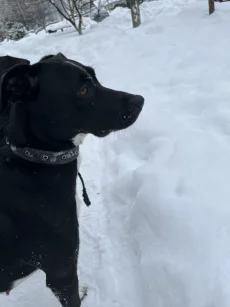 Ищем дом для порядочной собачки