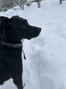 Ищем дом для порядочной собачки