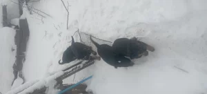 Щенки немецкой овчарки
