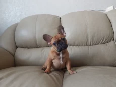 Щенка французского бульдога