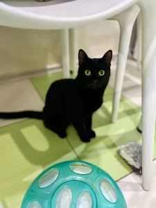 Отдам в добрые руки кошечку-подростка