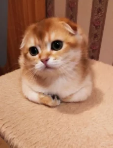 Шотландские золотые шиншилловые котята
