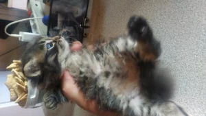 Котёнка отдам