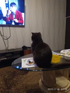 Вислоухая кошка