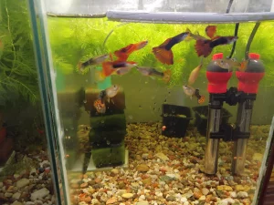 Рыбки Гиппи