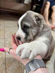 Продаются щенки алабая (бронь)