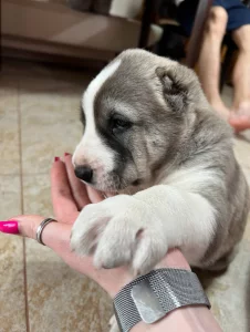 Продаются щенки алабая (бронь)