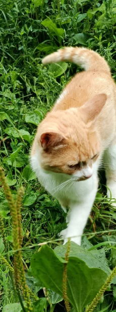 Отдам рыжего котика