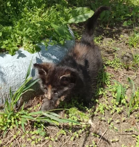 Котята ищут дом, мальчик и девочка 2 месяца