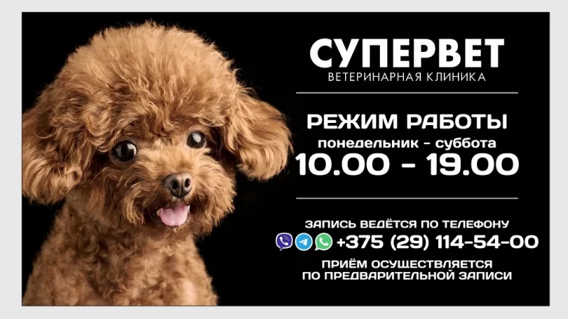 Ваш питомец в надёжных руках