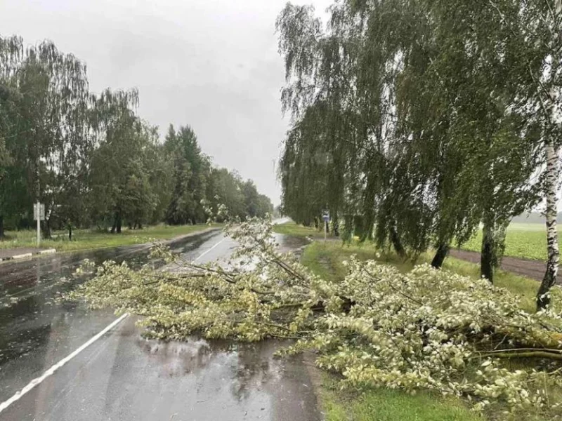 В Могилеве дерево упало в автомобиль, в Бобруйске - на проезжую часть
