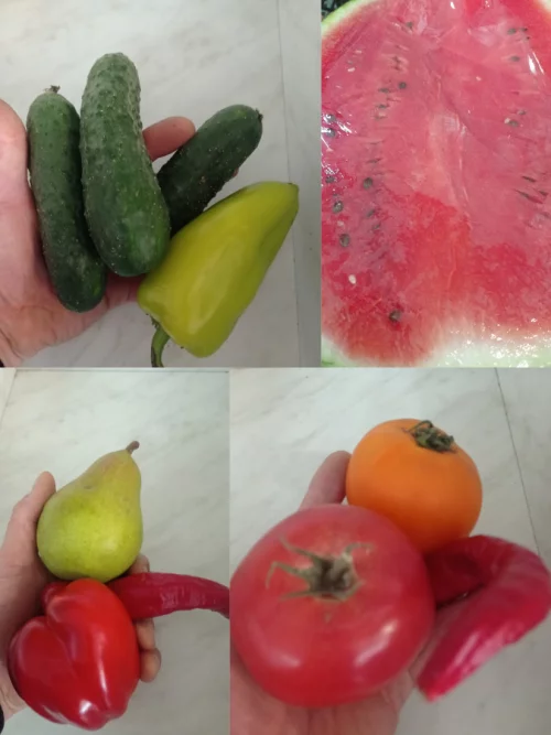 Томат пальчик грунтовой