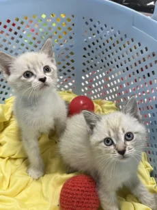 Красивые Котята