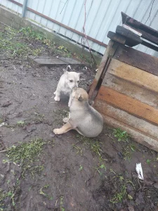 Роздаем бесплатно