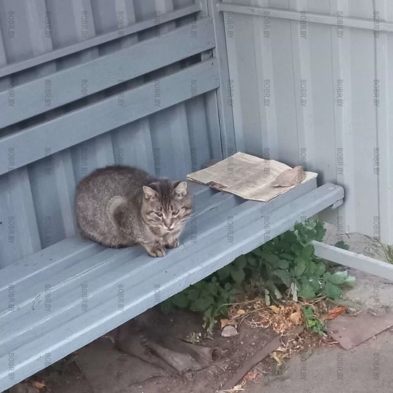 Кот ученый