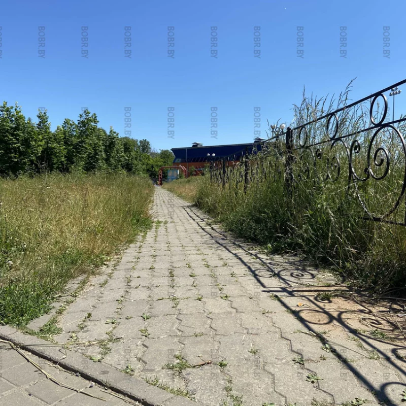 Джунгли по-Бобруйски