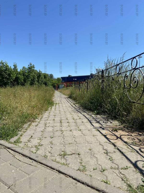 Джунгли по-Бобруйски
