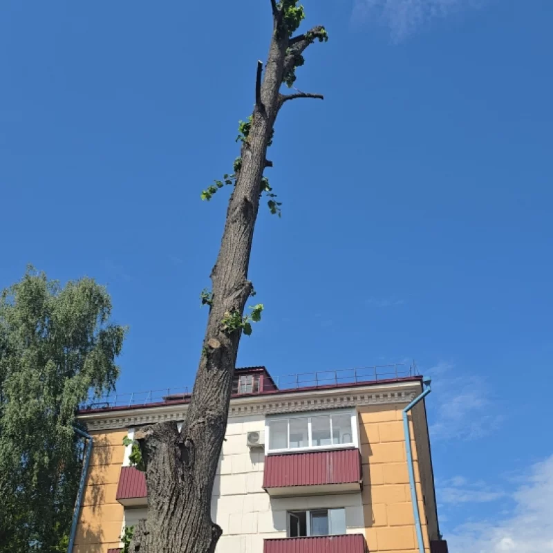 Эстетика искусство подрезки деревьев в Бобруйске