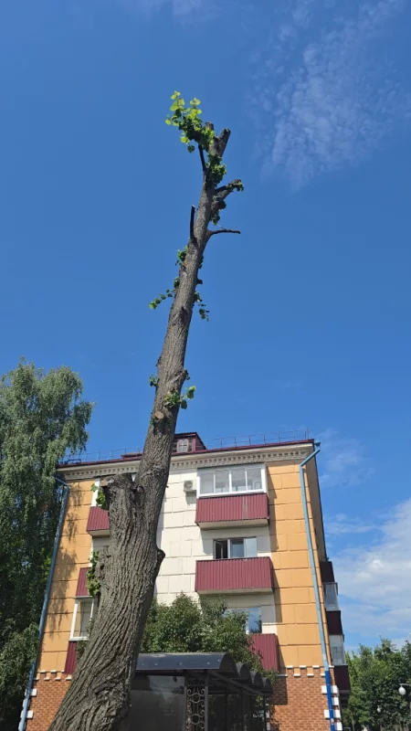 Эстетика искусство подрезки деревьев в Бобруйске