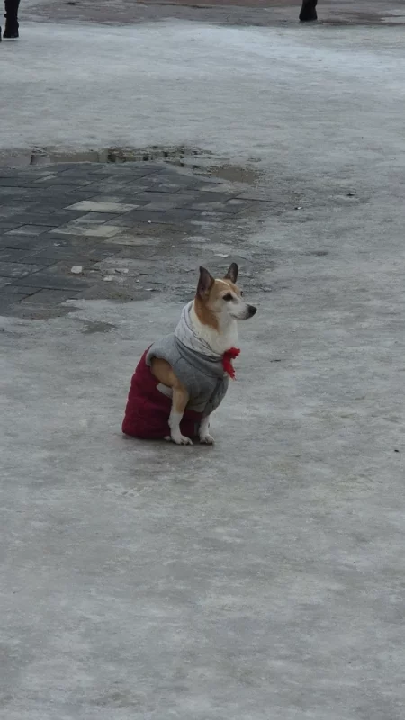 В ожидании хозяина