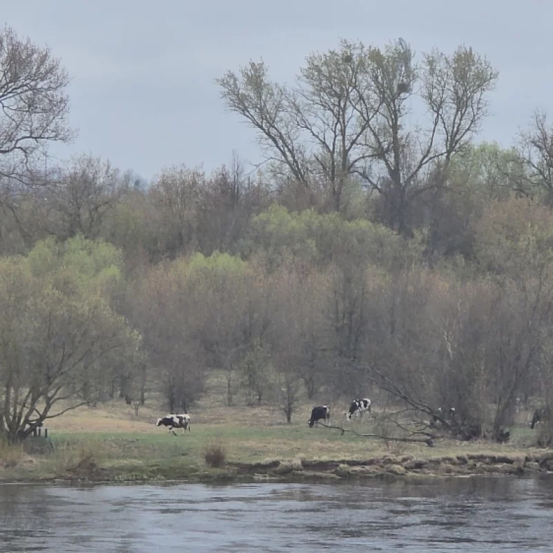 На противоположном берегу березины, пасутся коровы