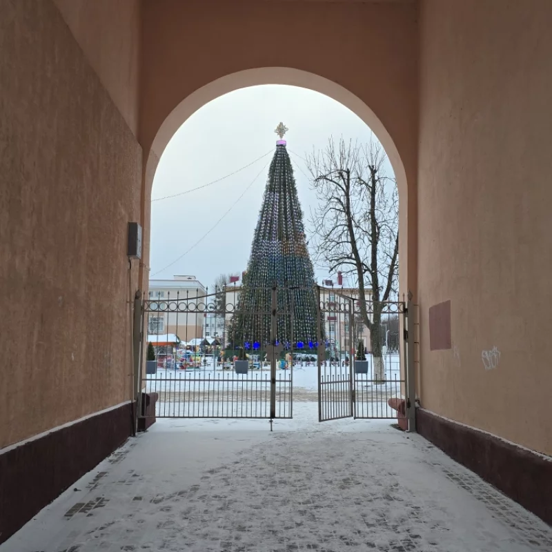 Конусообразная Лесная красавица