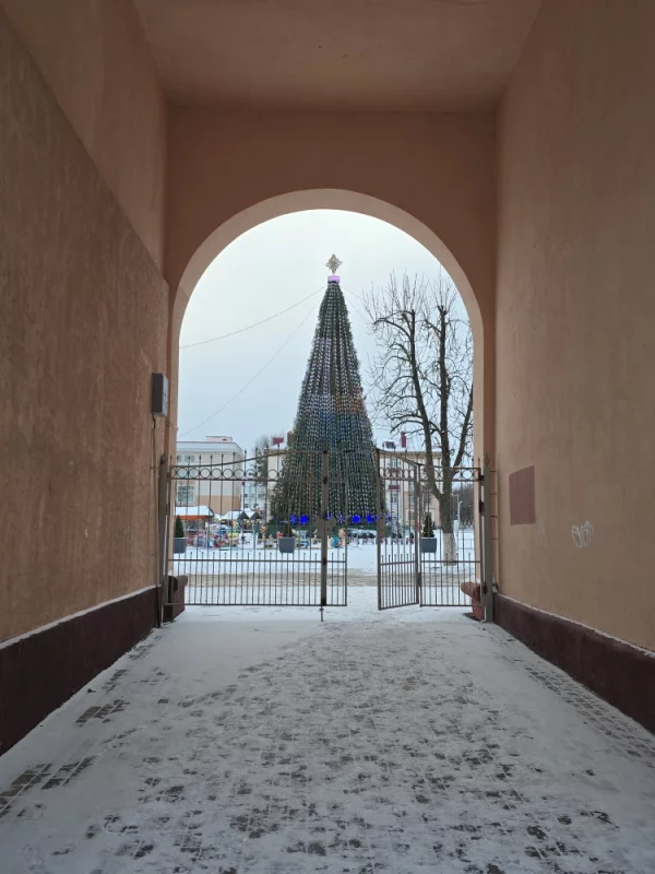 Конусообразная Лесная красавица