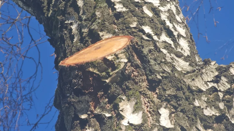 Со спилов сучьев берёзы капает сок