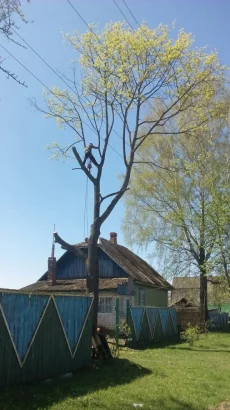 Спилить дерево