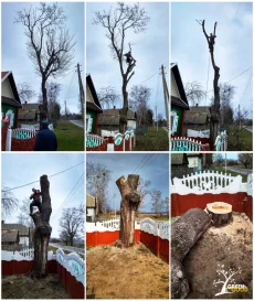 Спилить Дерево на Участке или Кладбище с Помощью Альпинистов. АКЦИЯ
