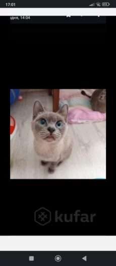 Кошка той боб