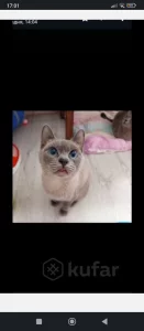 Кошка той боб