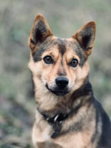 Мини Овчарик Цезарь