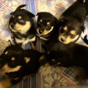 Щенки Ротски (Rottsky) hybrid 08/09