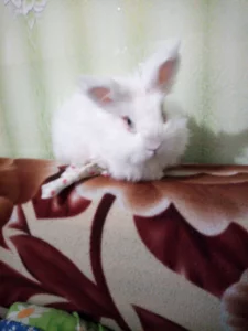 Потерялся кролик белый декоративный