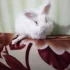 Потерялся кролик белый декоративный