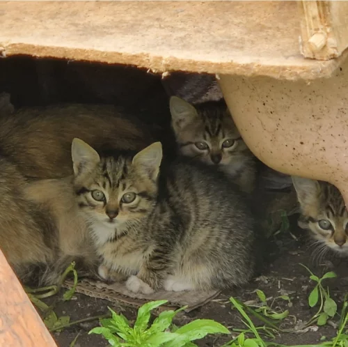 Котята в добрые руки