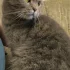 Пропала кошка