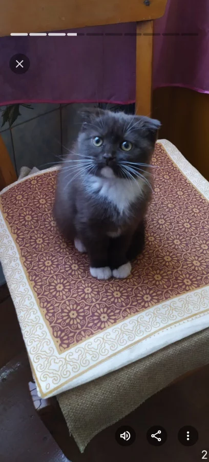 Вислоухая кошка