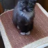Вислоухая кошка