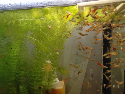 Рыбки Гиппи