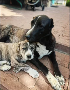 Продаются щенки алабая (бронь)