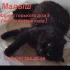 Потерялся кот