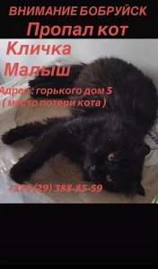 Потерялся кот