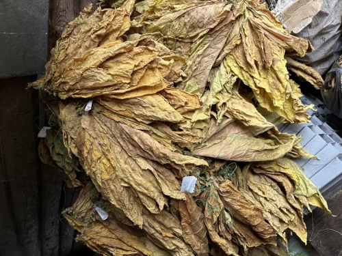 Семена табака, лист