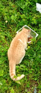 Отдам рыжего котика